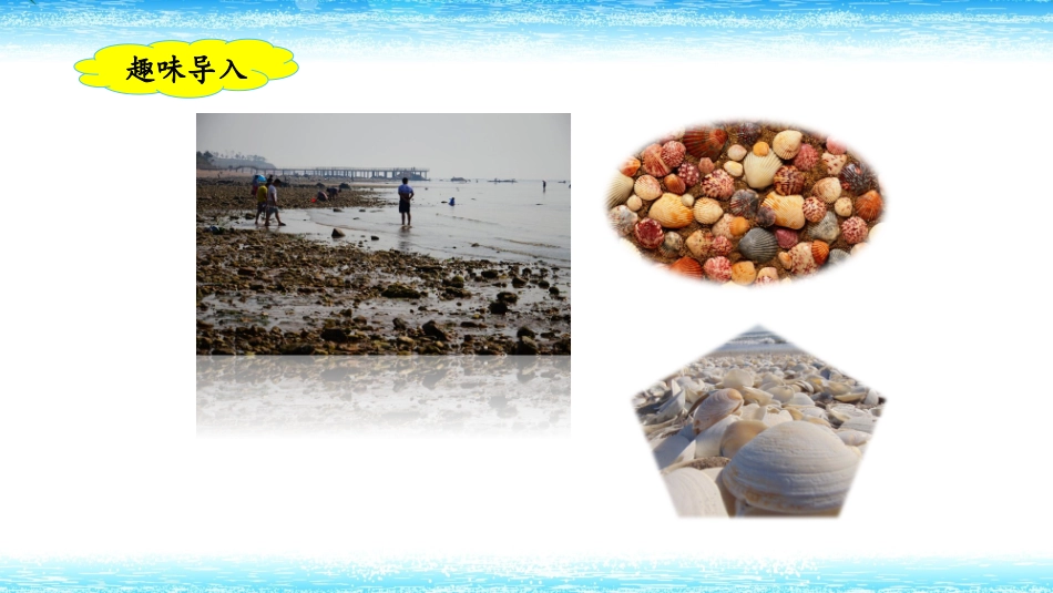 《“贝”的故事》课件_第2页