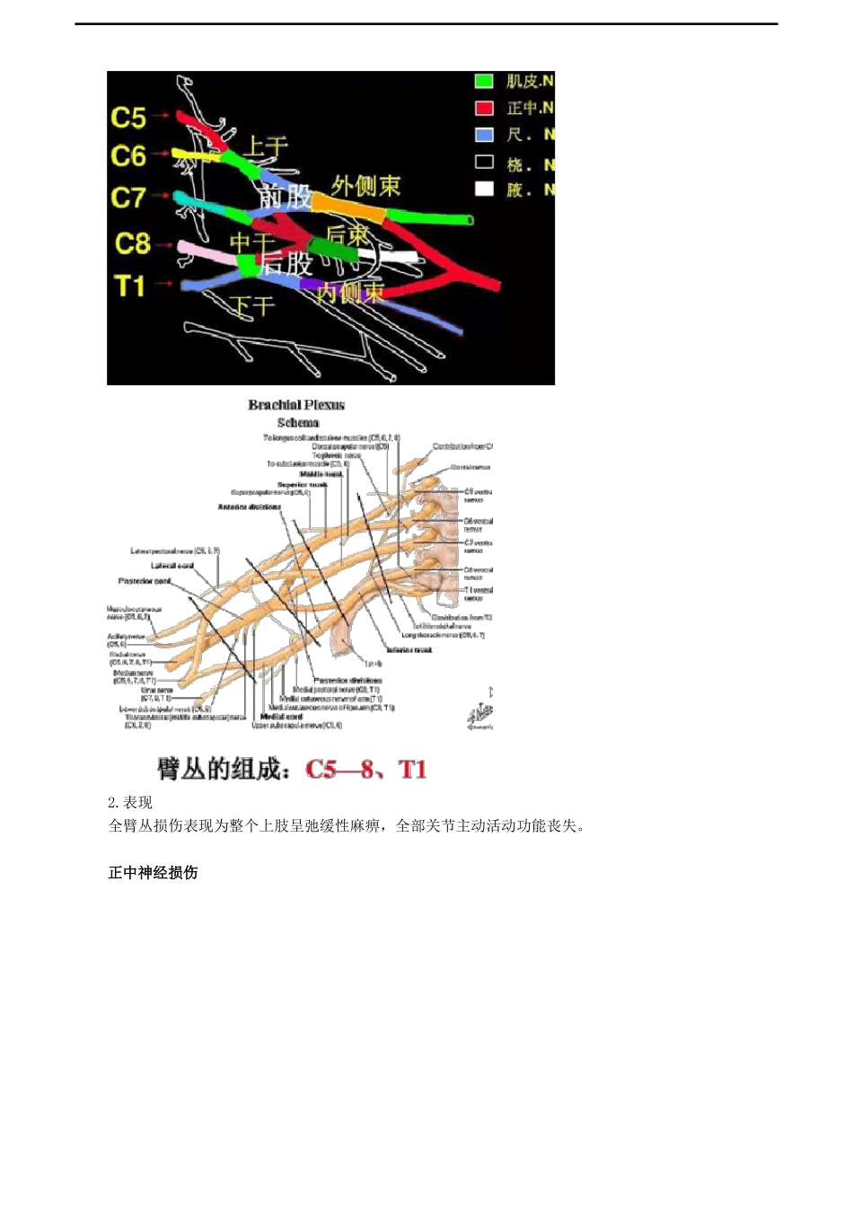周围神经损伤考点总结_第3页
