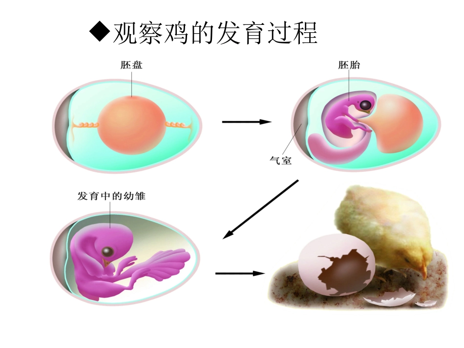 第2节动物的发育_第3页
