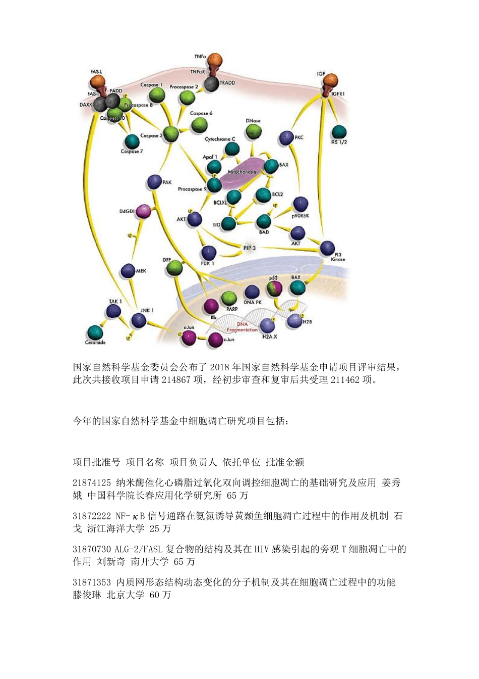 完整版细胞凋亡过程_第2页