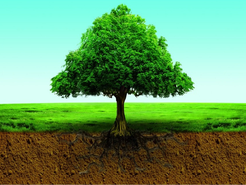 教科版小学科学五年级上册-土壤中有什么_第2页