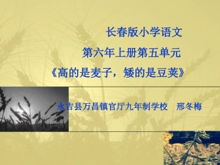 高的是麦子，矮的是豆荚