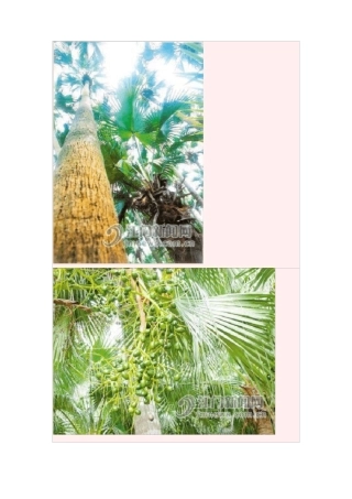 葵树子抗癌药用方子