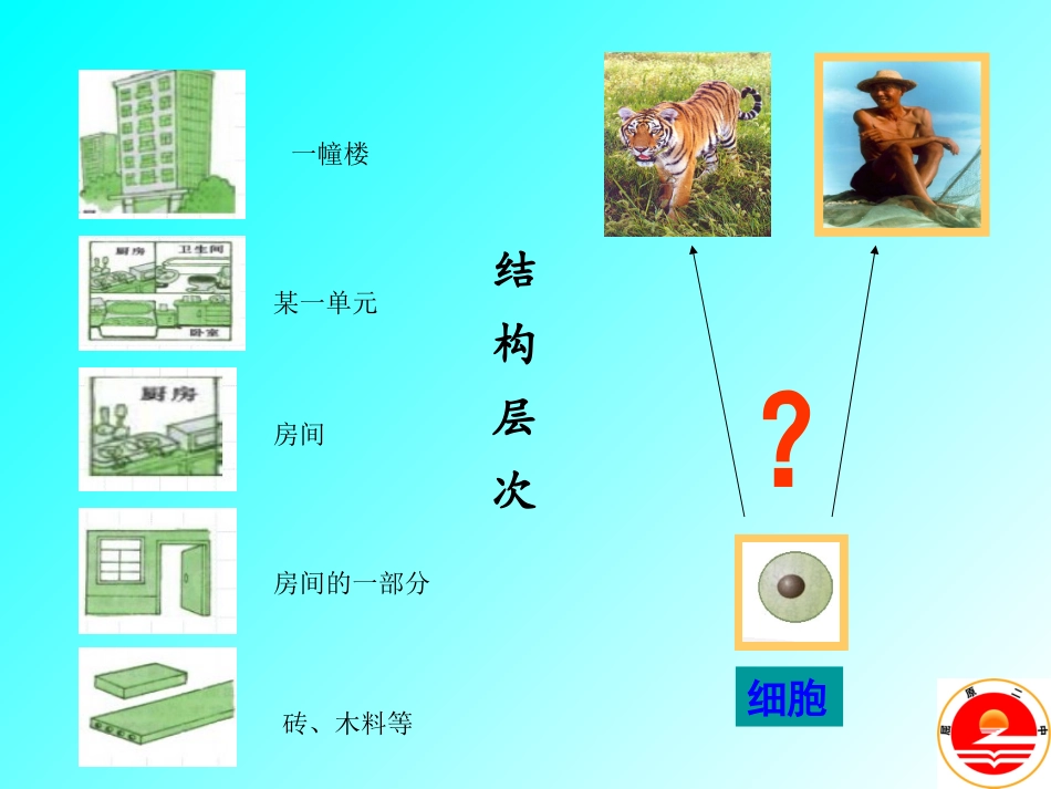 屈原二中湛田动物体的结构层次_第1页