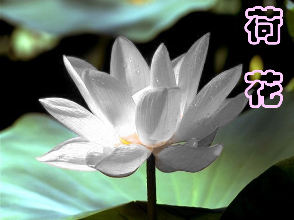 人教版小学三年级下册语文荷花教学PPT课件_第1页