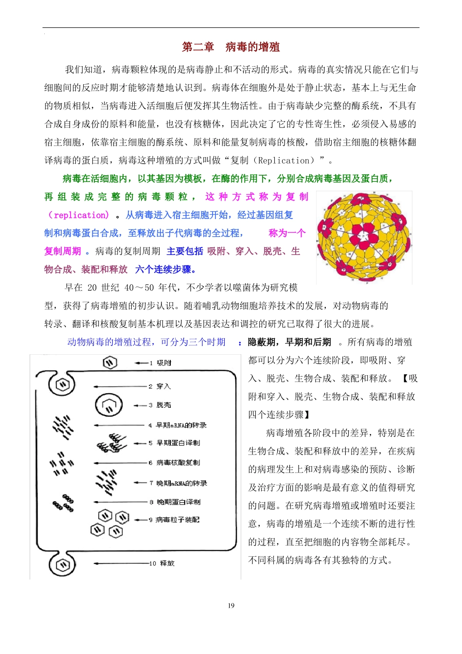 动物病毒学-病毒的增殖_第1页