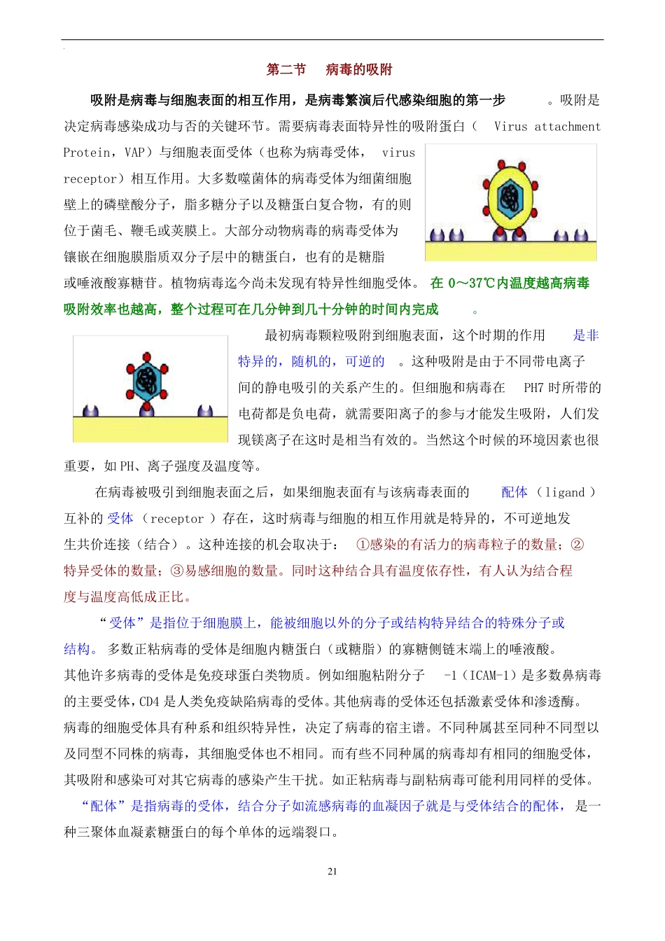 动物病毒学-病毒的增殖_第3页