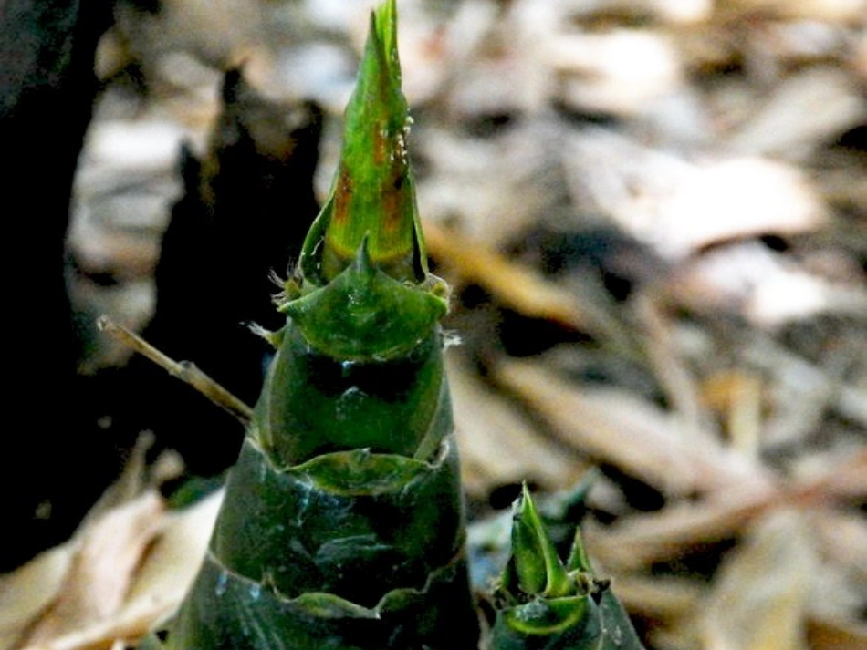 《笋芽儿》课件 (2)_第2页