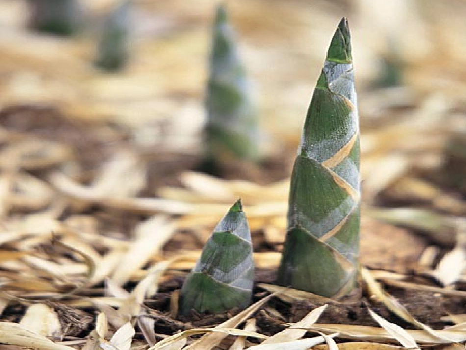 《笋芽儿》课件 (2)_第3页