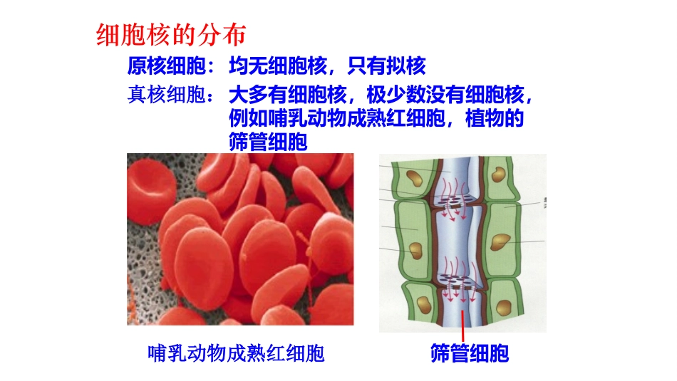 公开课细胞核_第2页