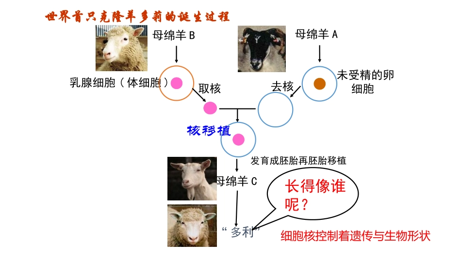 公开课细胞核_第3页