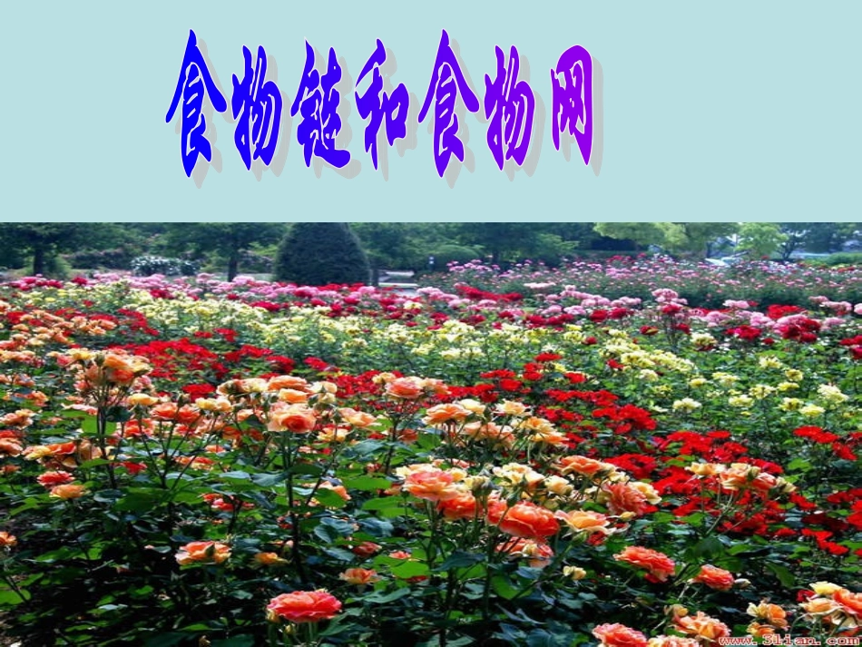 教科版五年级科学上册-食物链和食物网 (2)_第2页