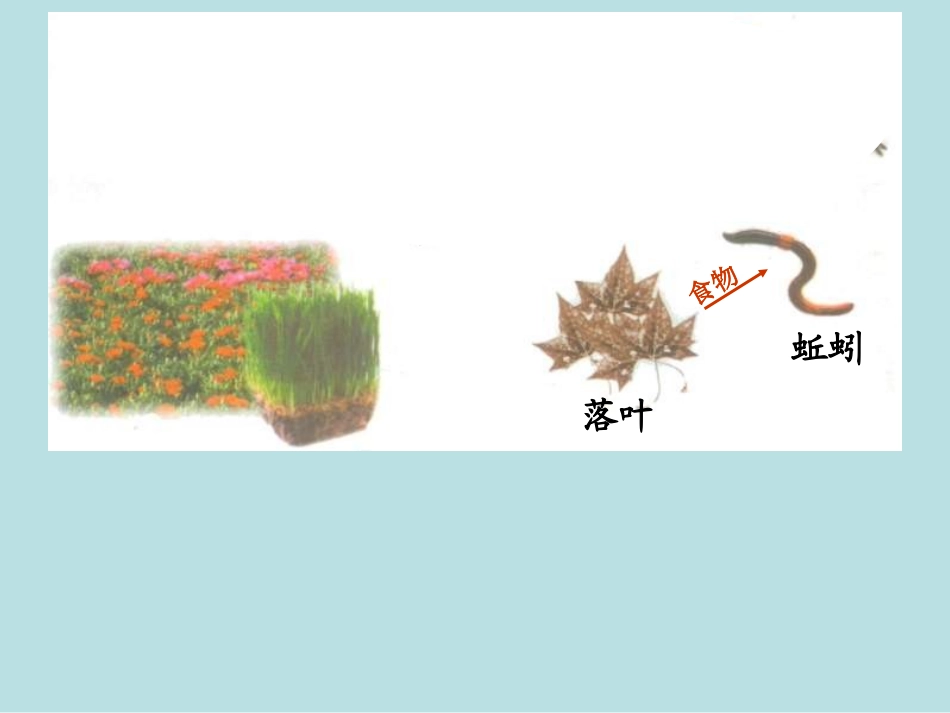 教科版五年级科学上册-食物链和食物网 (2)_第3页