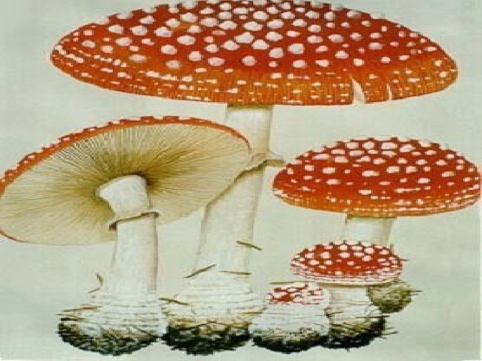 苏教版语文一年级下册6蘑菇该奖给谁_第2页