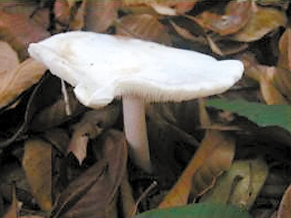 苏教版语文一年级下册6蘑菇该奖给谁_第3页