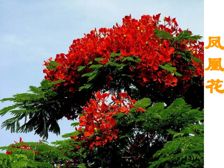 《花钟》课件制作 (2)_第2页