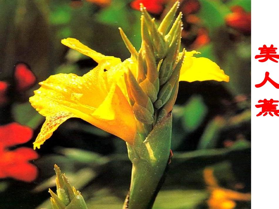 《花钟》课件制作 (2)_第3页