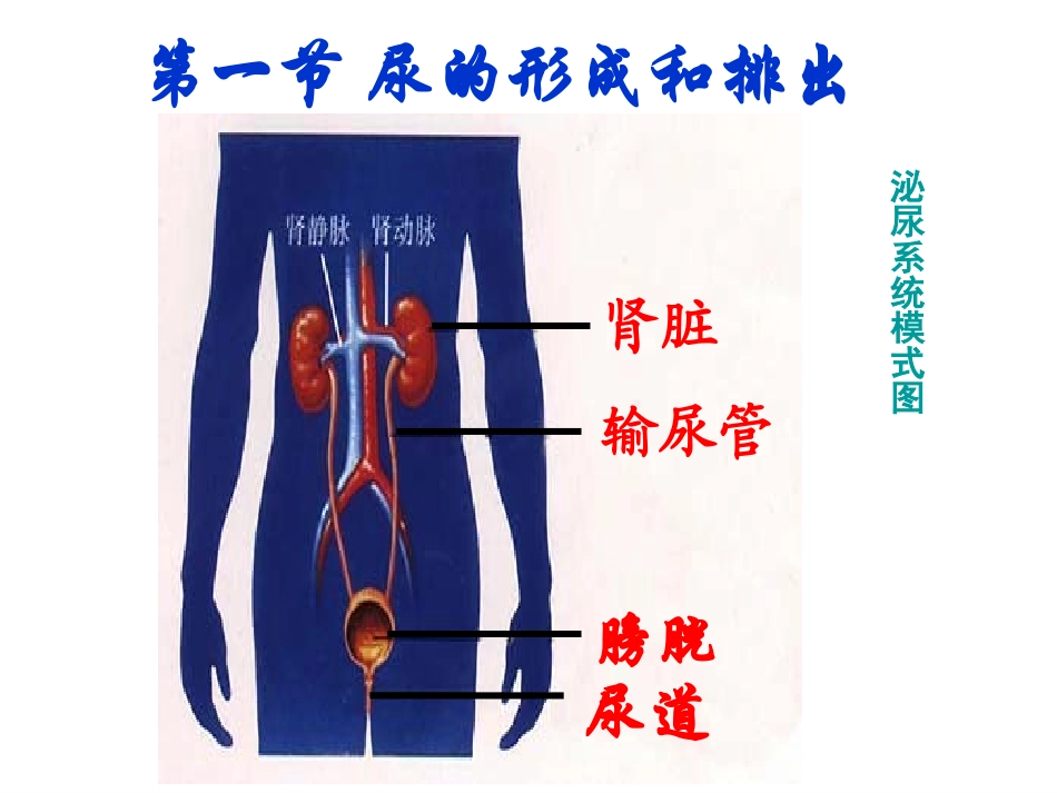 复习课件第四单元-第五章人体内废物的排出_第3页