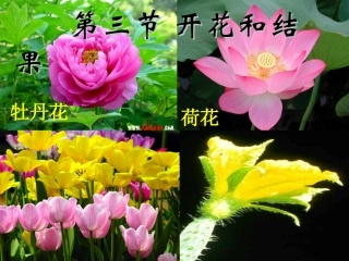 第三节开花和结果 (2)