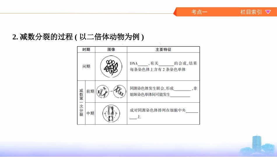 第11讲　减数分裂和受精作用_第3页