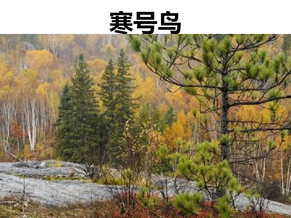 《寒号鸟》课件(部编版)-余坪镇中心小学校张群芳wps_第1页