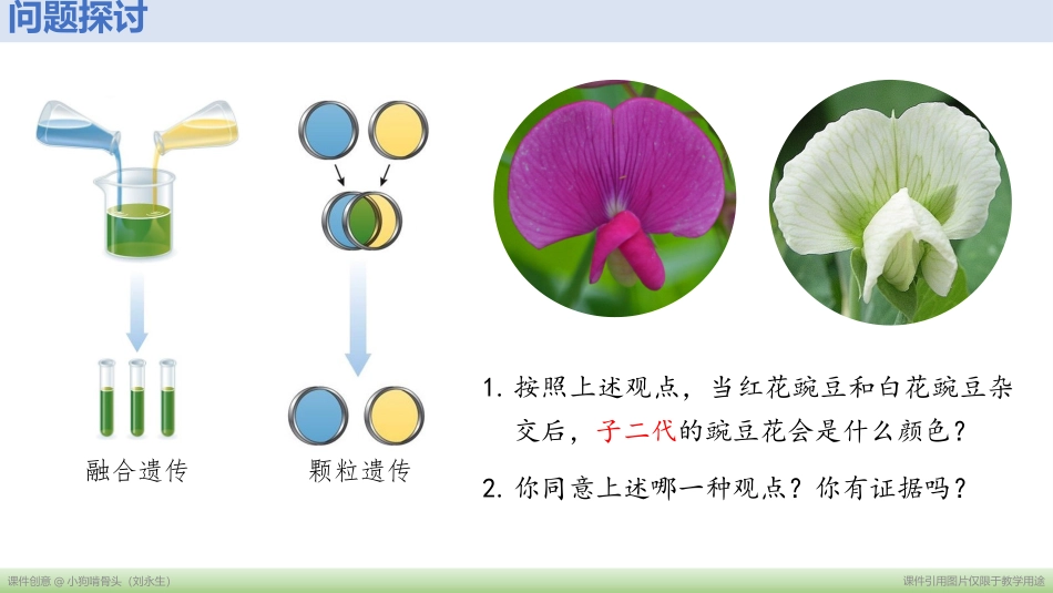 孟德尔的豌豆杂交实验（一）（老射版）_第2页