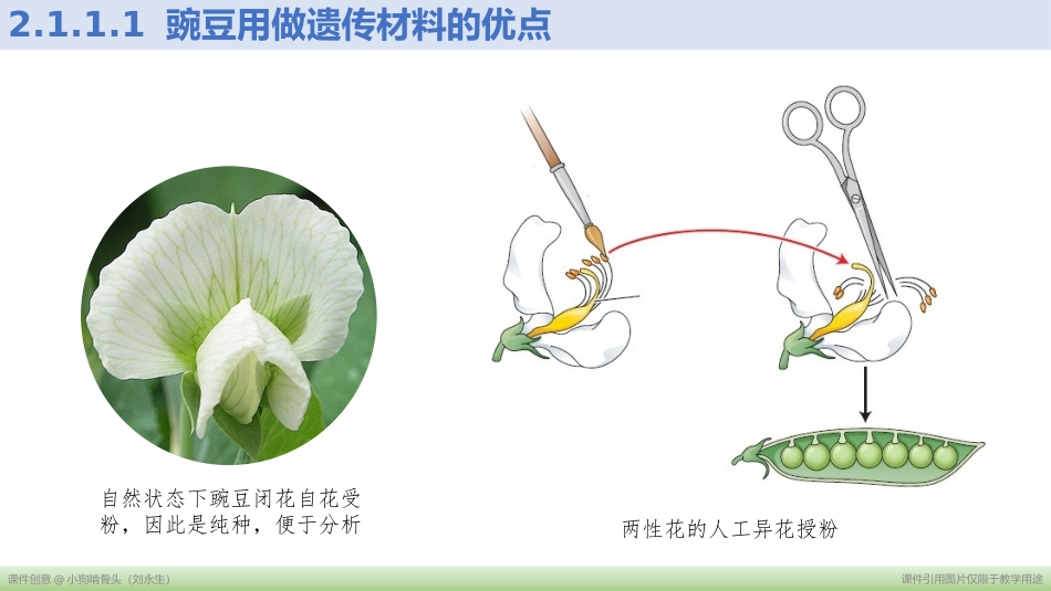 孟德尔的豌豆杂交实验（一）（老射版）_第3页