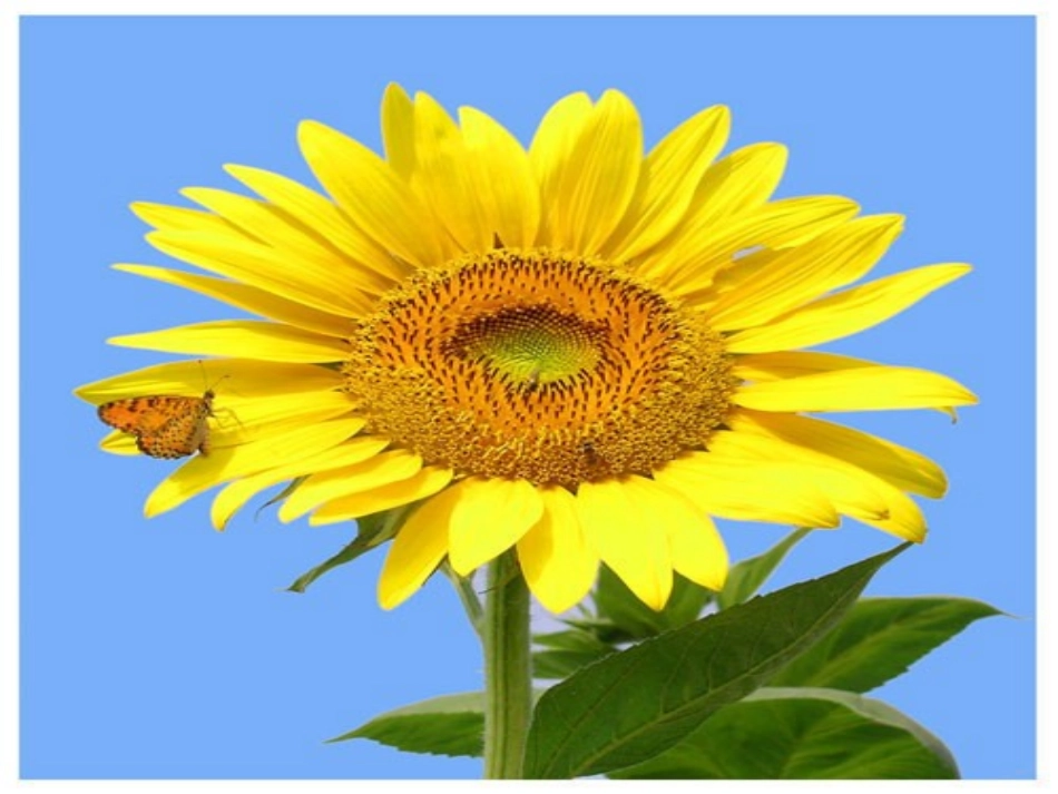 圆的认识 (2)_第3页