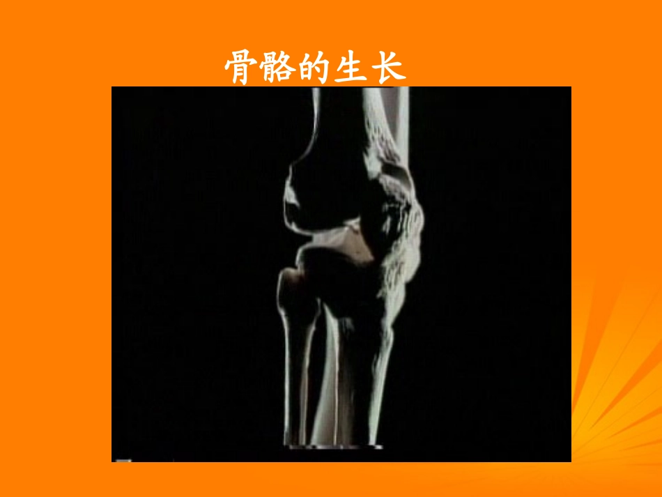 四年级科学下册-骨骼-4课件-苏教版_第2页