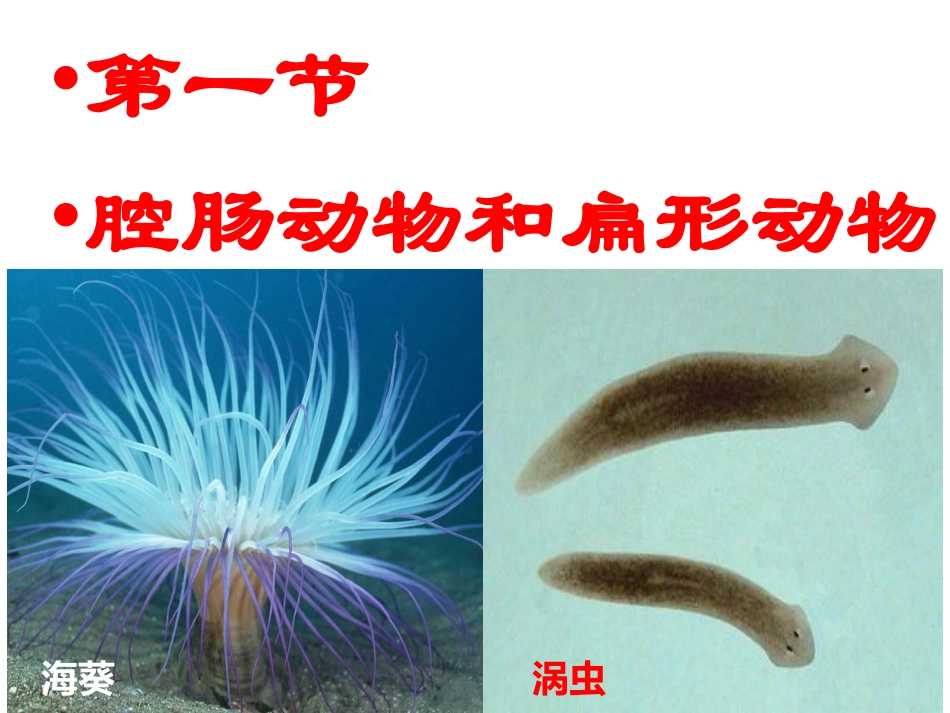 第一节腔肠动物和扁形动物 (2)_第1页