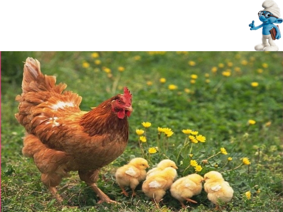 《母鸡》课件PPT (2)_第2页