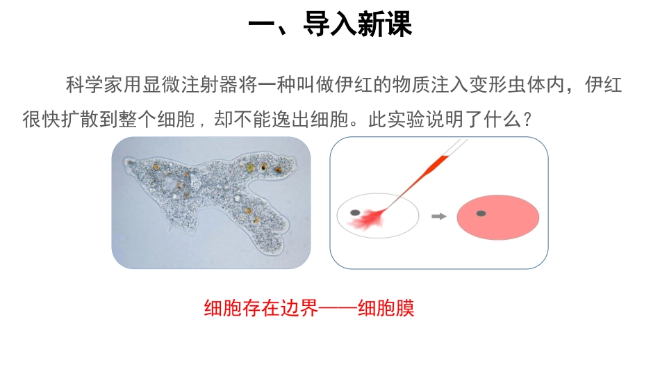 第1节细胞膜的结构和功能_第2页