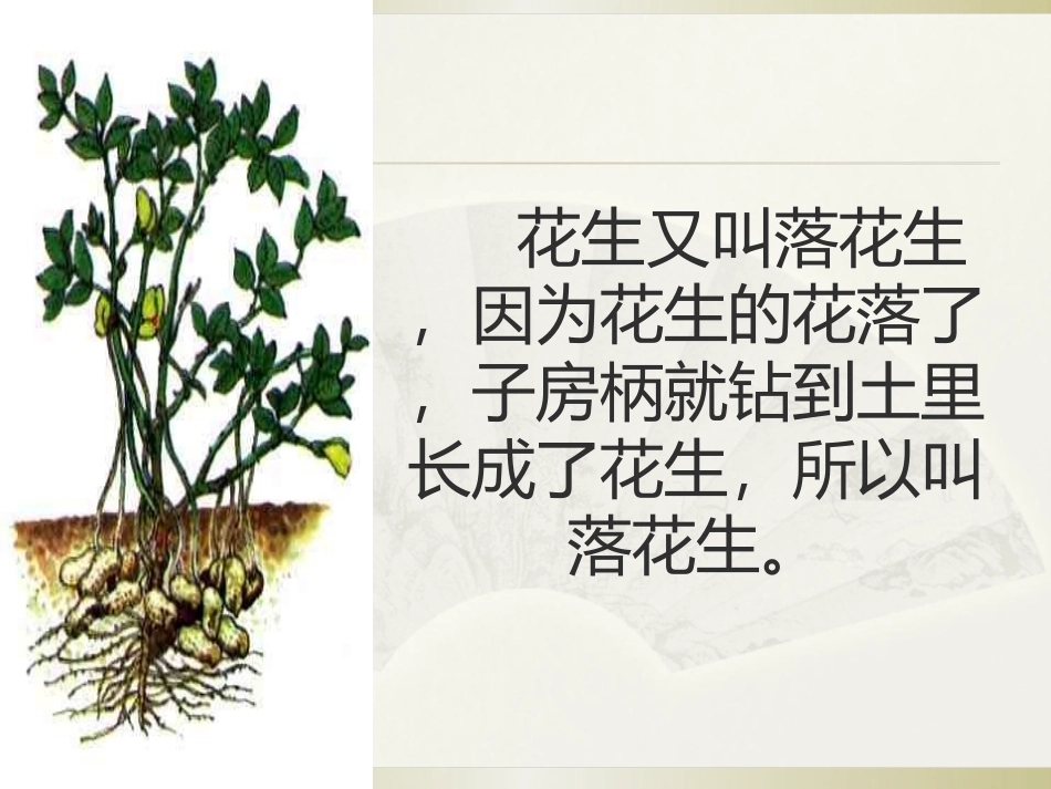 落花生郭玲利_第3页