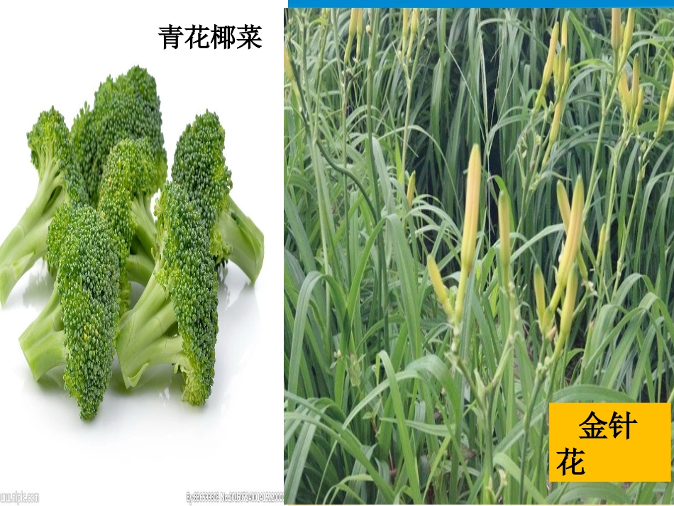 蔬菜宝宝我爱你稿_第3页