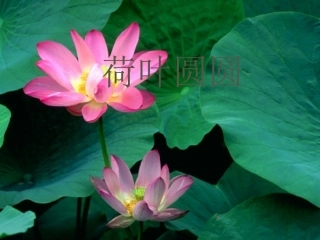 荷叶圆圆课件(1)