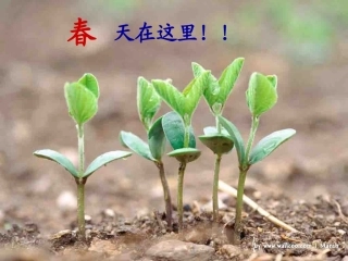 苏教版语文四年级《燕子》课件