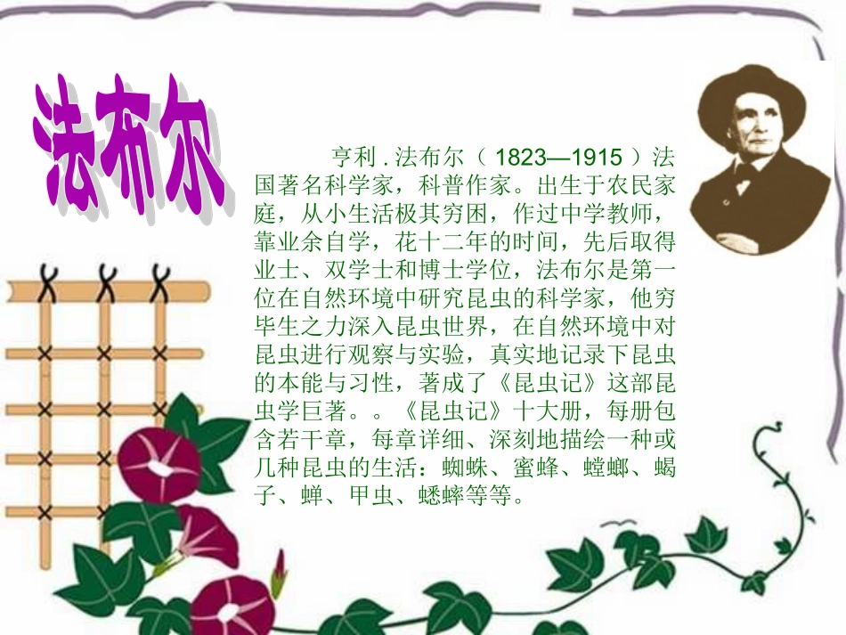 《蜜蜂》PPT课件_第2页