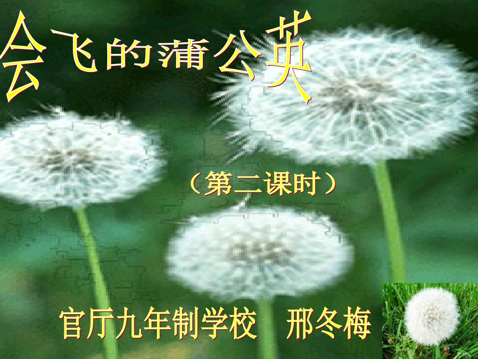 会飞的蒲公英_第1页