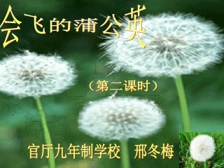 会飞的蒲公英