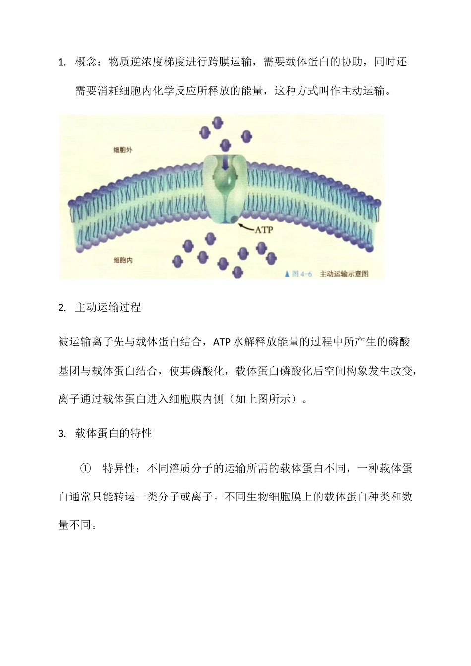 主动运输与胞吞胞吐讲义【新教材】人教版（）高中生物必修一 ()_第2页