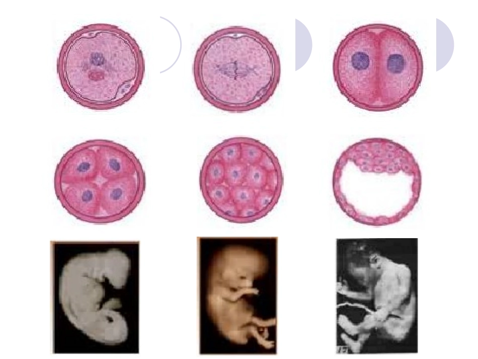 细胞分化、衰老、凋亡和癌变_第2页