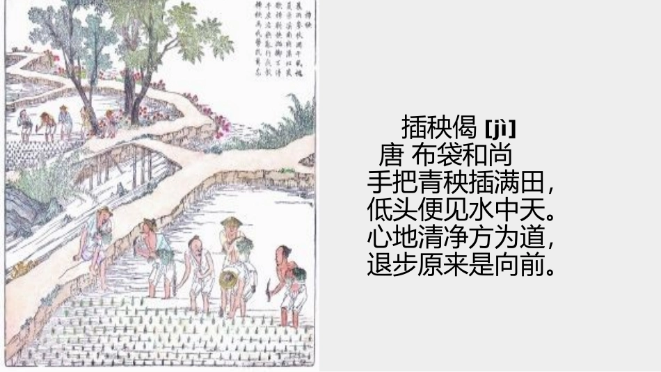[25280311]部编版高一必修上册《插秧歌》课件16张_第1页
