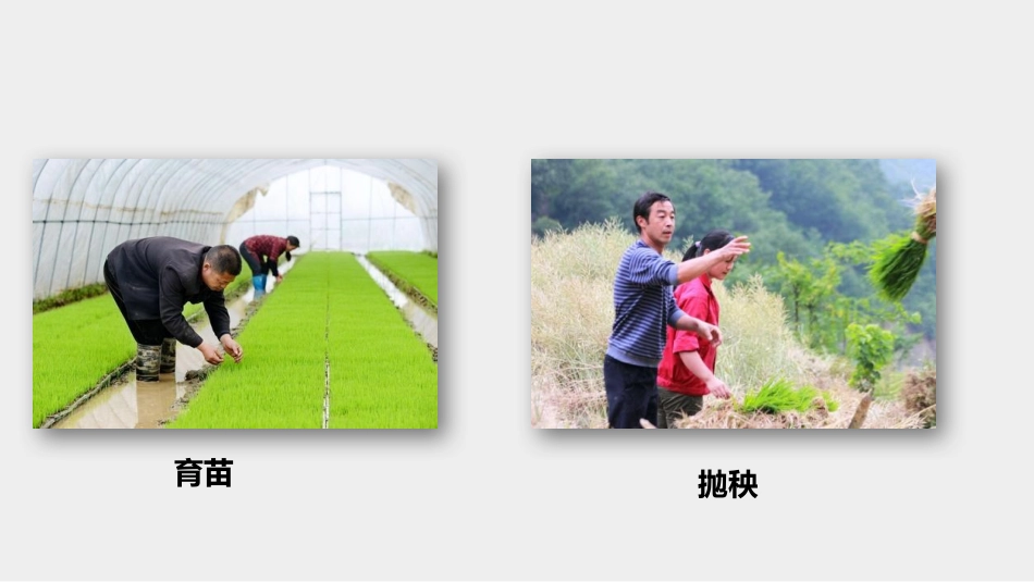 [25280311]部编版高一必修上册《插秧歌》课件16张_第3页