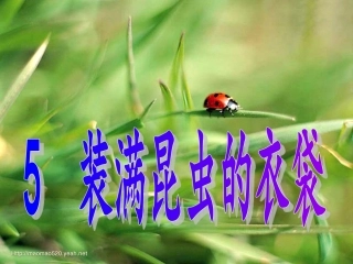 装满昆虫的衣袋