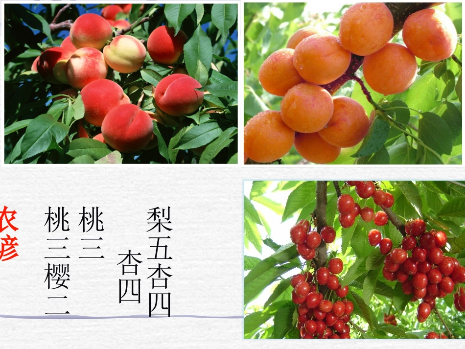 猴子种树课件_第3页