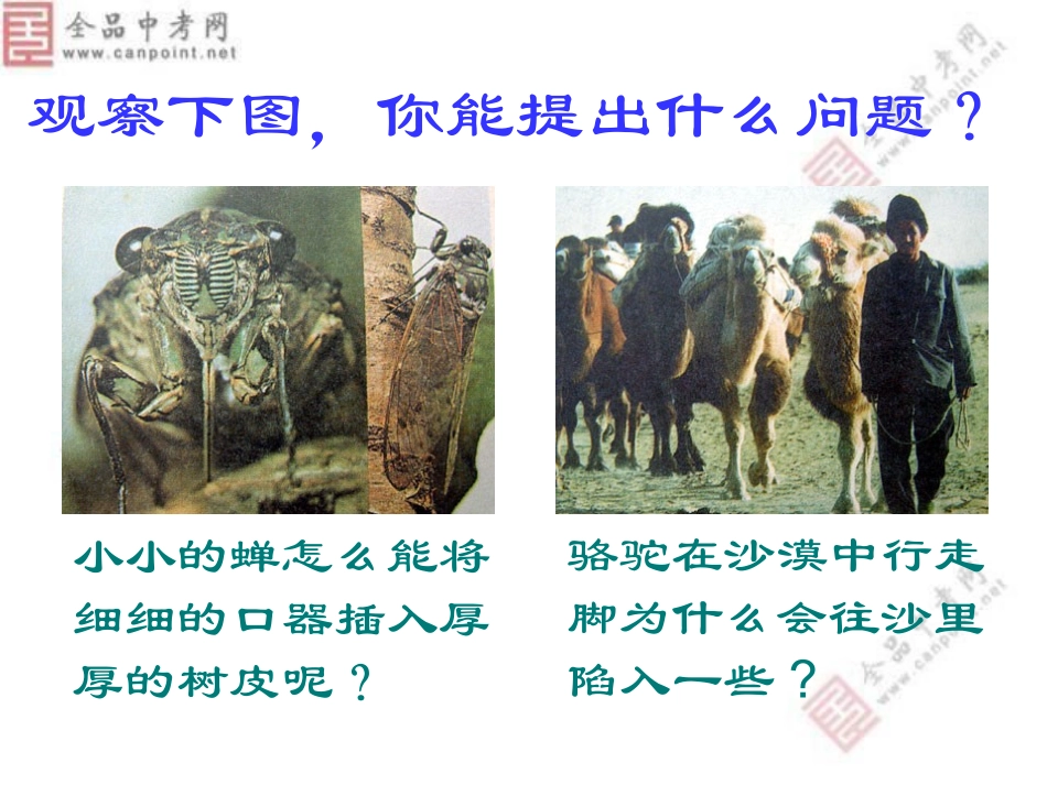 压强PPT课件_第2页