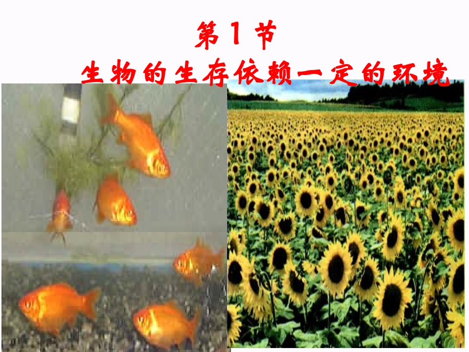 生物：第23章第1节_生物的生存依赖一定的环境_第1页