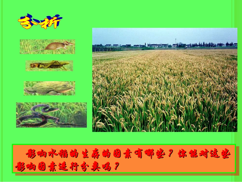 生物：第23章第1节_生物的生存依赖一定的环境_第2页