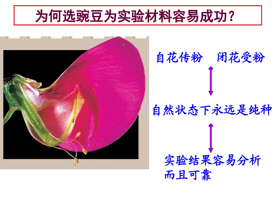 孟德尔的豌豆杂交实验（一）课件（张）_第3页