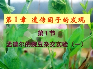 孟德尔的豌豆杂交实验（一）课件（张）